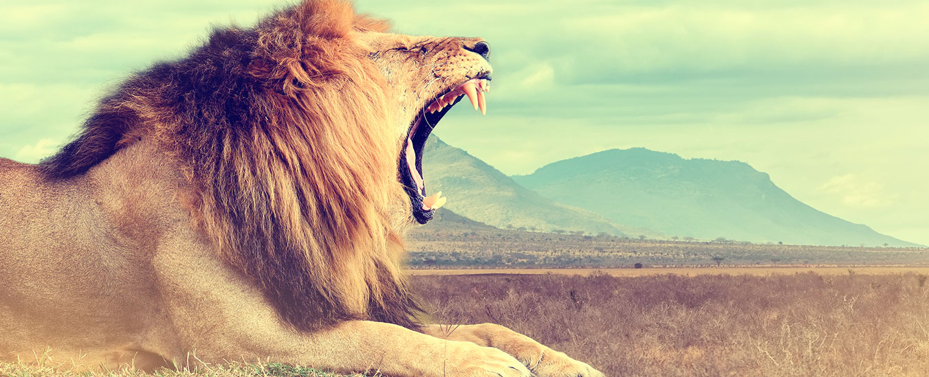 Viajes a áfrica, safari por sudáfrica, deturista.com, cybermonday 2016